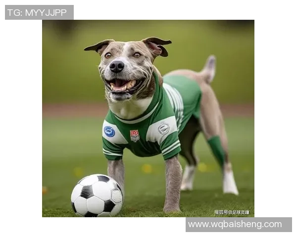 足球明星与爱犬携手训练展现默契与激情的完美结合